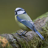Birds in the Belgian Ardennes